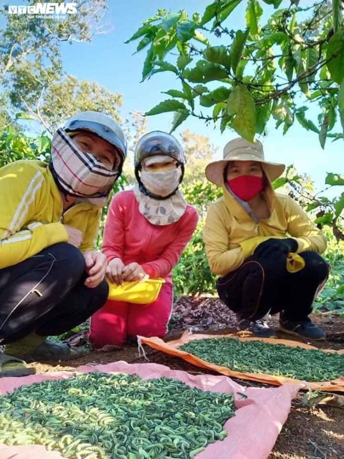 "Chiến lợi phẩm" của các cô thôn nữ xã Ea Din sau vài tiếng đồng hồ đi rẫy là mấy cân sâu muồng. Ngoài việc sử dụng cho bữa ăn gia đình, họ có thể bán sâu muồng cho các quán nhậu bình dân. 