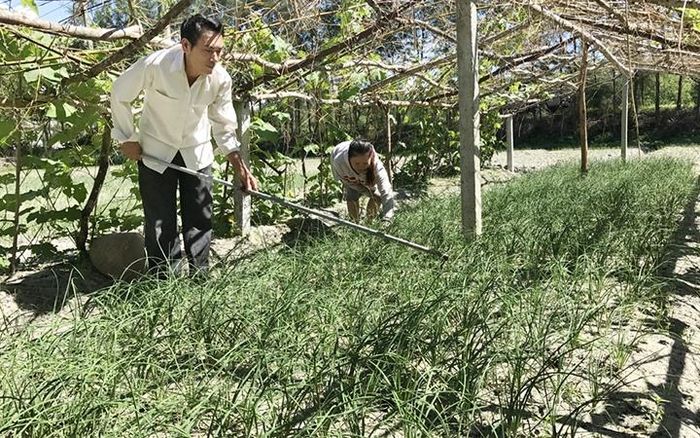 Nhờ vốn vay từ Ngân hàng Chính sách xã hội, gia đình anh Nguyễn Quang Ngọc, xã Triệu Vân, huyện Triệu Phong (Quảng Trị) đã mua lợn giống nuôi, trồng rau màu, tạo thêm thu nhập. Ảnh: TRẦN VIỆT