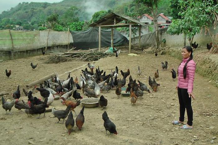 Mô hình chăn nuôi gà thả vườn của chị Sầm Thị Hoàn. Ảnh: thiduakhenthuongvn.org.vn