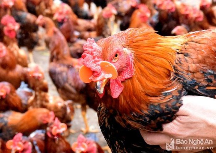 Anh Lê Văn Hưng cho biết, khi đeo kính cho gà quan trọng nhất là phải tránh làm gà chảy máu, dễ dẫn đến con gà bị viêm xoang. Ảnh: Xuân Hoàng