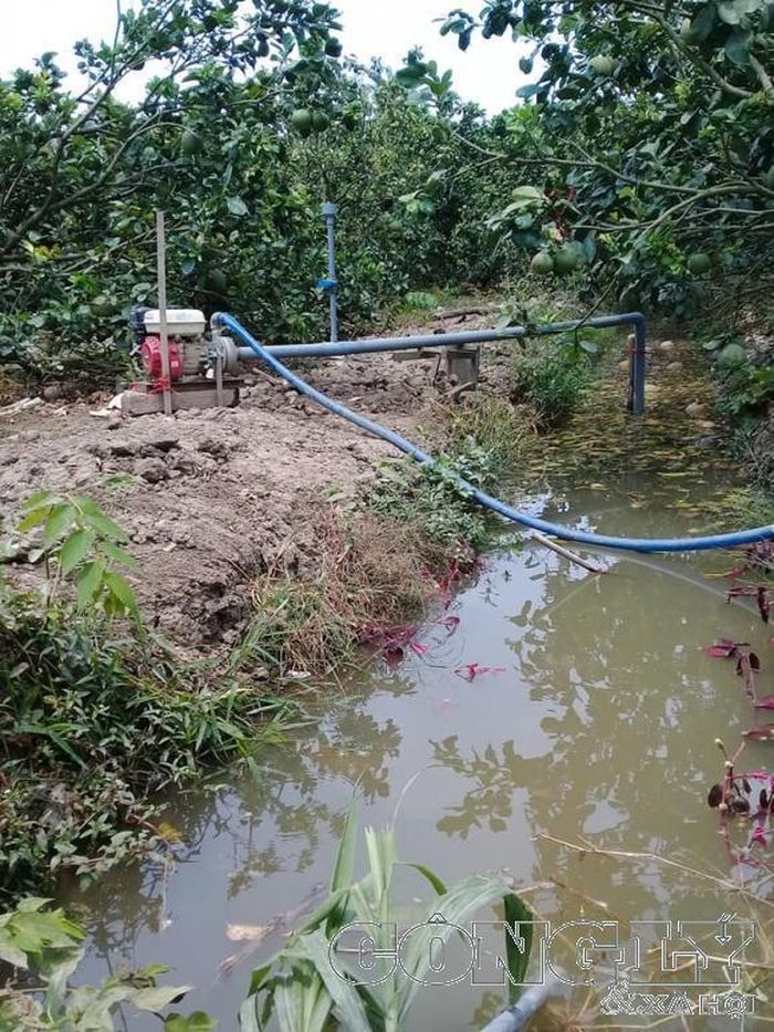 Do trời mưa nên người dân đã chủ động bơm nước dự trữ tưới cho cây trồng