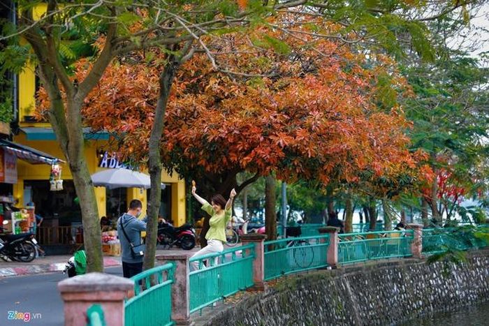  Ai còn nhớ cái sắc đỏ đầy kiêu hãnh của lá lộc vừng. 