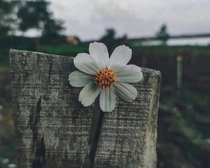Và mất mát cũng hằn sâu trong đó. Như cành khô qua ngày tháng nảy chồi.