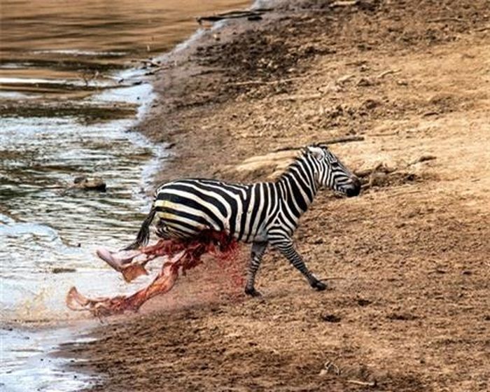 Dù vậy, nó bị xé rách bụng với nội tạng rơi ra ngoài