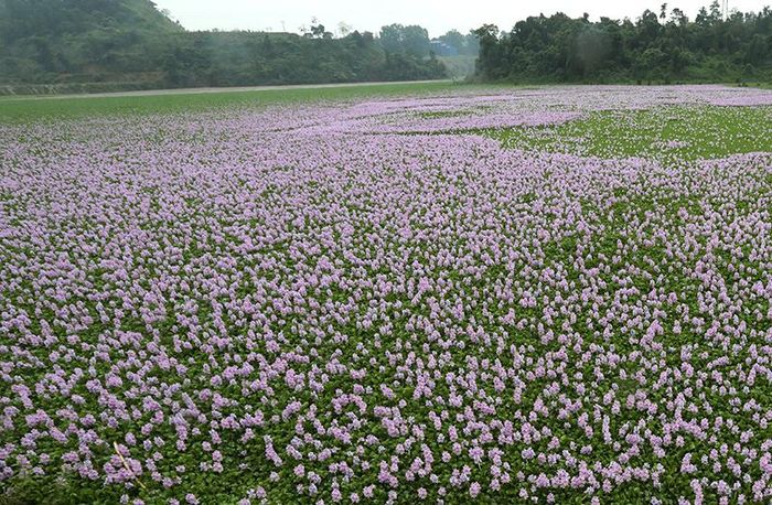 Hoa nở dày đặc trên mặt hồ tạo khung cảnh quyến rũ.