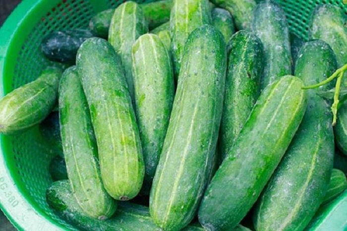 Cách chọn dưa leo ngon không bị đắng