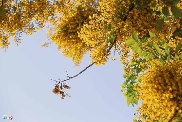  Mọc thành từng chùm xếp lớp, loài hoa này trở thành một trong những dấu hiệu nhận biết thời tiết giao mùa.