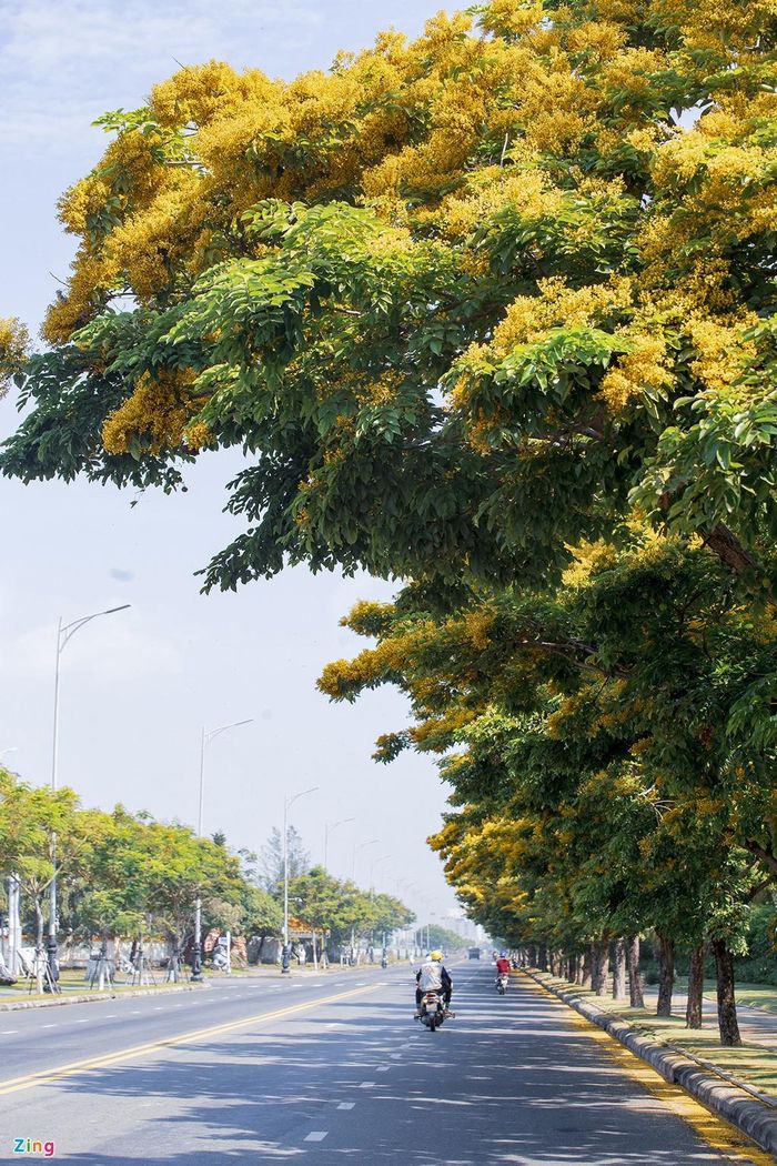 Hoa nở trên nhiều con phố, trở thành hình ảnh quen thuộc đối với người dân và du khách khi đặt chân đến mảnh đất đáng sống nhất Việt Nam này.