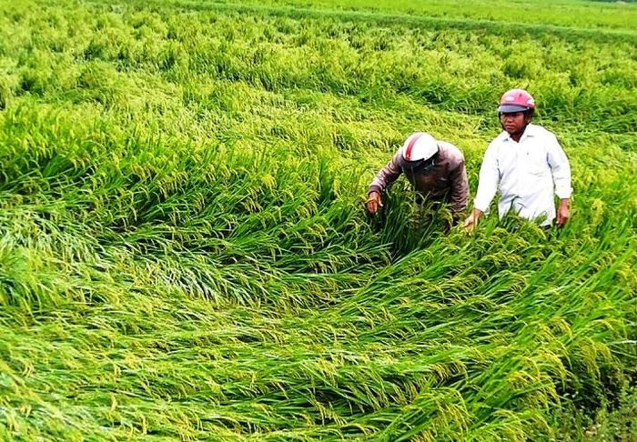 Trận mưa “vàng” giải hạn cây trồng sau nhiều tháng khô hạn nhưng diễn ra không đúng thời điểm, khiến người nông dân lao đao vì nguy cơ mất mùa lúa vụ đông xuân này.