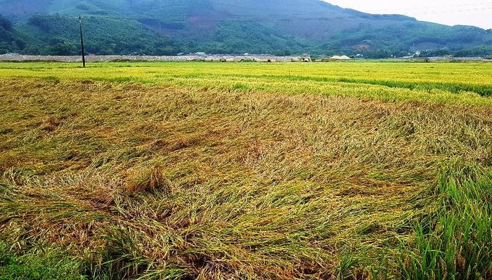 Gần 1/3 diện tích lúa đông xuân tại Thừa Thiên Huế bị ngã đổ và ngập úng, ảnh hưởng lớn đến năng suất, sản lượng lúa vụ này.