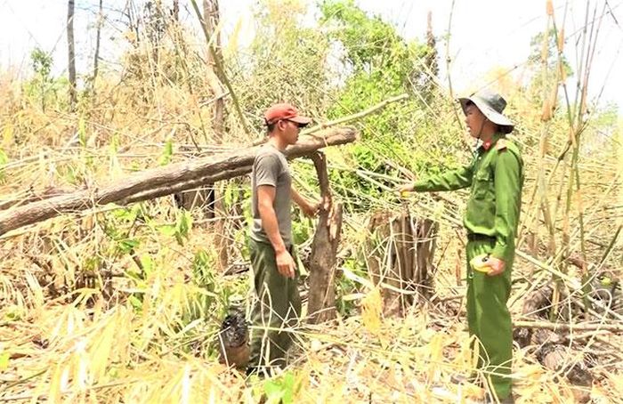 Lực lượng Công an huyện Ea Súp kiểm tra diện tích rừng bị chặt phá. 