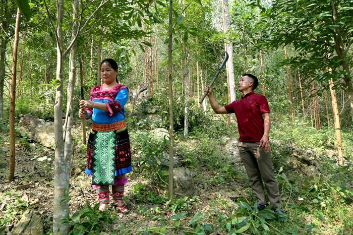 Vợ chồng anh Sùng Seo Dì, xã Kiến Thiết (Yên Sơn) chăm sóc vườn đồi.