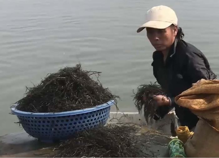 Rong câu trước khi bán phải được rửa thật sạch