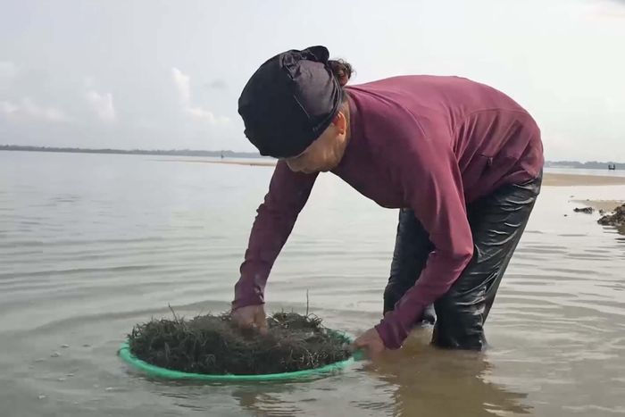 Rong câu được chế biến thành nhiều món ăn dân dã như chè, thạch, gỏi, salad…