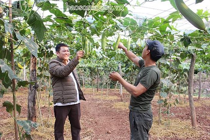Mô hình trồng rau an toàn của người dân bản Chiềng Thi.