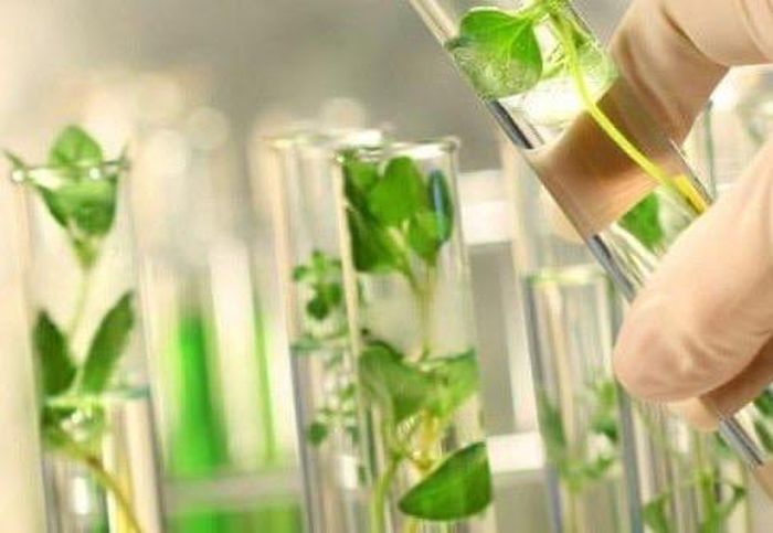 Phytoncide là các chất tiệt trùng có nguồn gốc từ thực vật