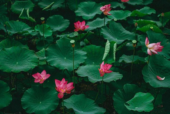  Sen là loài tinh khiết, từ lâu được xem là biểu tượng của Phật giáo. Ngoài ra, sen còn là Quốc hoa, gắn liền với đời sống vật chất và tinh thần của người Việt. Sở hữu nhiều nét văn hóa tín ngưỡng độc đáo và các đền chùa cổ kính, Huế được xem vùng đất Thần Kinh - "Kinh đô của các vị thần". Vì thế, hoa sen thường được trồng nhiều để phục vụ cho nhu cầu cúng bái, dâng lên bàn thờ tổ tiên trong các dịp lễ lớn như rằm tháng 4. Ảnh: Trường Bùi. 