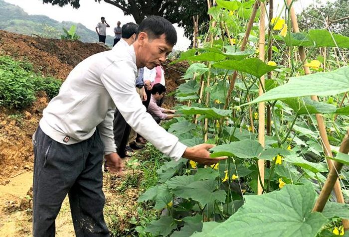 Anh Trần Văn Phúc với chuỗi liên kết trồng dưa chuột mới được đưa vào thực hiện năm 2019.