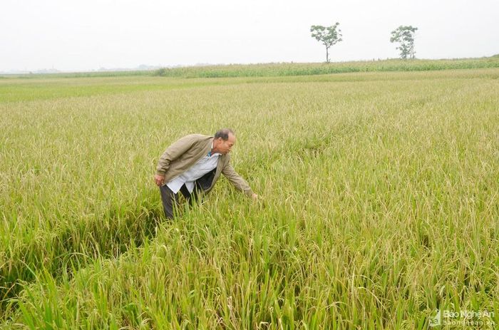 Ô nhiễm nguồn nước làm diện tích lúa ở xã Nghi Thái bị ảnh hưởng. Ảnh: Thanh Lê