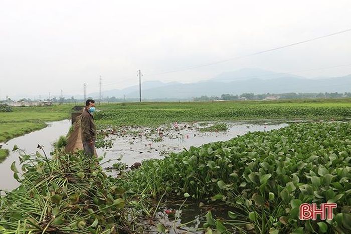 Phía lòng đập có nhiều bèo, cản trở tiêu thoát mùa lũ