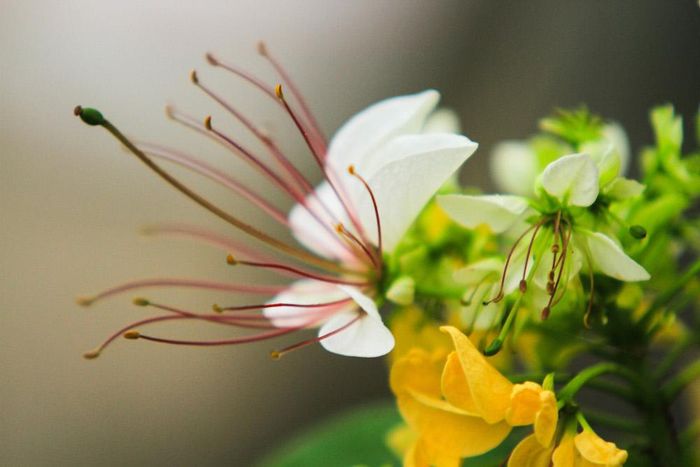 Cây hoa bún còn có tên gọi khác là bạch hoa hay màn màn, có từ lâu đời với mùi thơm dễ chịu và khi nở nhụy hoa có hình dáng giống với sợi bún, mỗi chùm hoa giống như một con bún và cả cây hoa thì như một rổ bún, bởi vậy mọi người gọi luôn với cái tên là cây hoa bún.