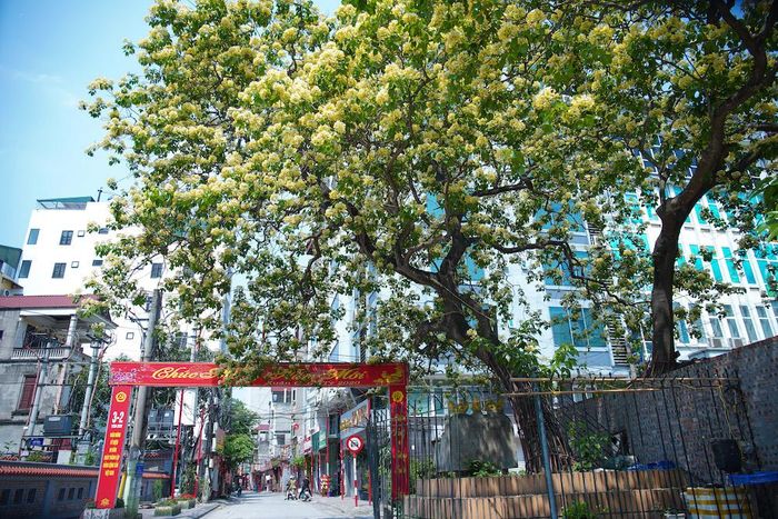 Cây hoa bún tại làng Đình Thôn (Nam Từ Liêm, Hà Nội) được các cụ cao niên trong làng gọi là “báu vật”.