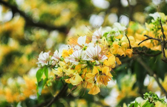 Hoa bún xuất hiện nhiều ở miền trung, ở Hà Nội cây hoa bún ở làng Đình Thôn là lâu đời nhất.