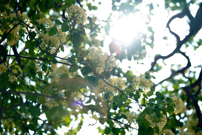 Cây hoa bún khoe sắc vàng rực rỡ trong nắng mới.