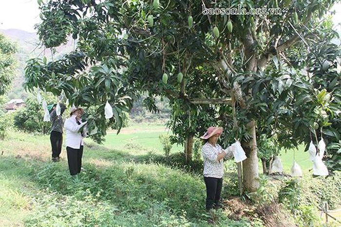 Thành viên HTX Đảo Ngọc, xã Mường Bú (Mường La) bao trái xoài.
