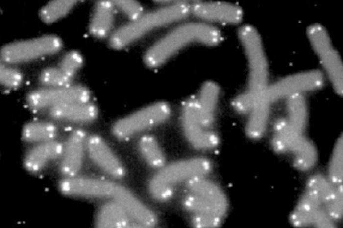  Đoạn đầu của gen con người có thể giúp chúng ta trường sinh? Ảnh: Human Genome Program. 