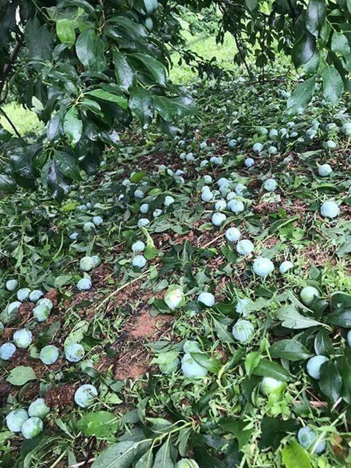 Mận và xoài non tại huyện Yên Châu - Sơn La bị rụng vào tuần trước vì mưa đá kéo dài 30 phút. Ảnh theo Tổng cục Phòng chống thiên tai