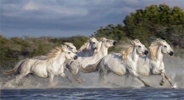 Đàn ngựa bạch phi qua vùng đồng bằng ngập mặn Camargue gần sông Rhone, Pháp.