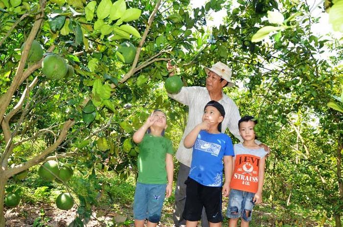 Ông Nguyễn Anh Chính vui cùng các cháu trong vườn cây trĩu quả. Ảnh: Đức Phương