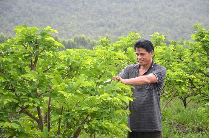 Vườn na dai của CCB Lê Viết Kỳ (xã Ia Rtô, thị xã Ayun Pa) cho thu nhập gần 1 tỷ đồng/năm. Ảnh: Đ.P