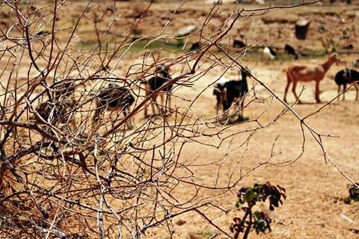 Nắng nóng, khô hạn khiến cả cỏ dại cũng cháy khô