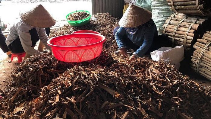 Giá quế năm nay từ 45-55 ngàn đồng/kg, tùy loại nguyên vỏ hay vụn
