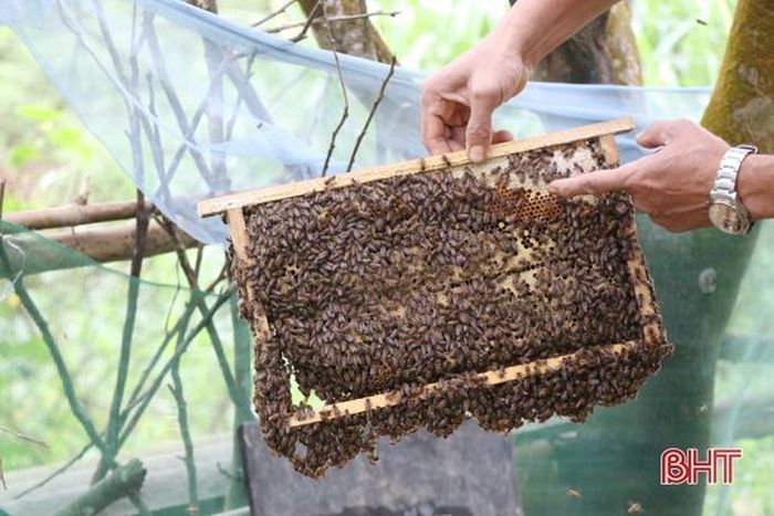 Những cầu mật nặng trĩu...