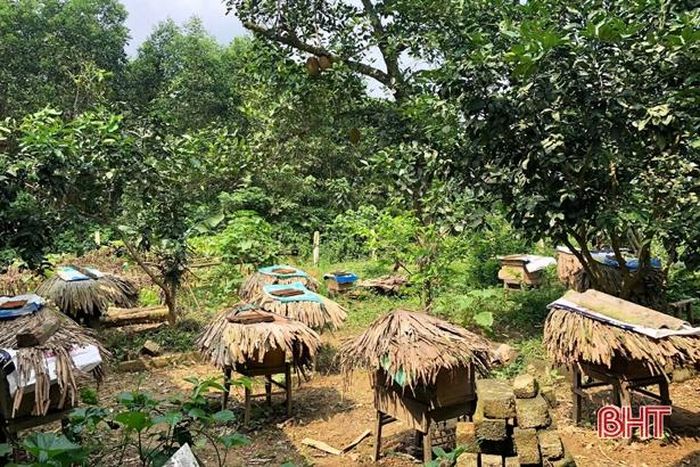 Nguồn hoa tự nhiên dồi dào từ những vườn cây trái mang về một nguồn mật ong lớn.