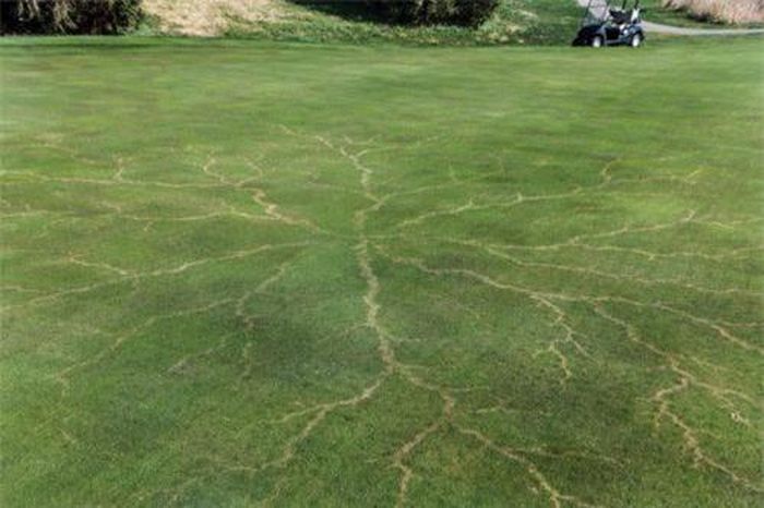 Thảm cỏ bị sét đánh.