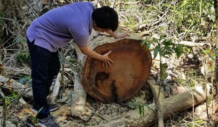 Một số gốc cây khác nằm cùng vị trí lại không được đánh dấu, ký hiệu. 