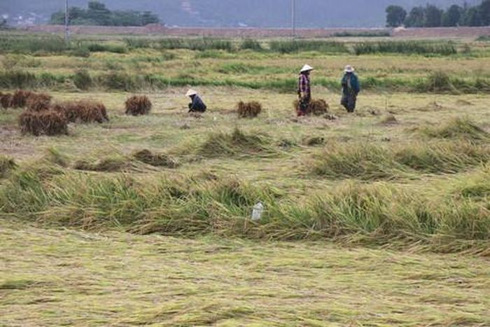 Lúa ngã rạp ở một cánh đồng huyện Đông Hòa sau một trận mưa (Ảnh: Thanh Huy)