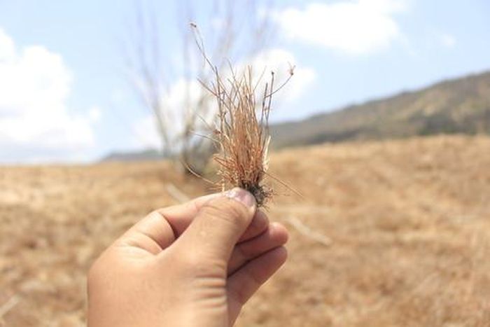 Nắng hạn sẽ còn là nỗi lo triền miên nếu không có kế sách dài lâu (Ảnh: Duy Quan)