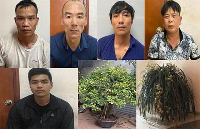 Ổ nhóm tội phạm chuyên dùng ô tô trộm cây cảnh lúc nửa đêm bị công an quận Long Biên bắt giữ. 