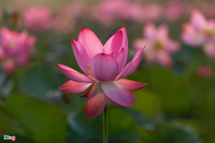  Mỗi bộ phận của hoa đều có những công dụng, từ cánh hoa đến lá, ngó sen, hạt sen, tâm sen, củ sen... đều có thể chế biến thành thực phẩm hoặc dược liệu quý.