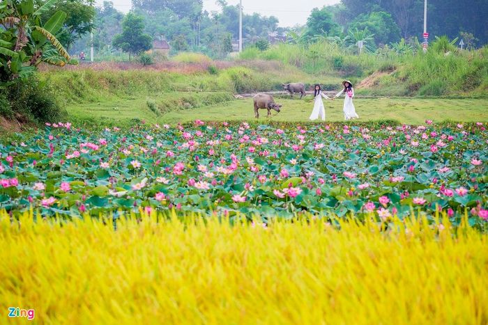  Sen nở cạnh đồng lúa chín vàng tạo nên một bức tranh miền quê với đủ các sắc xanh, hồng, vàng rực rỡ. 