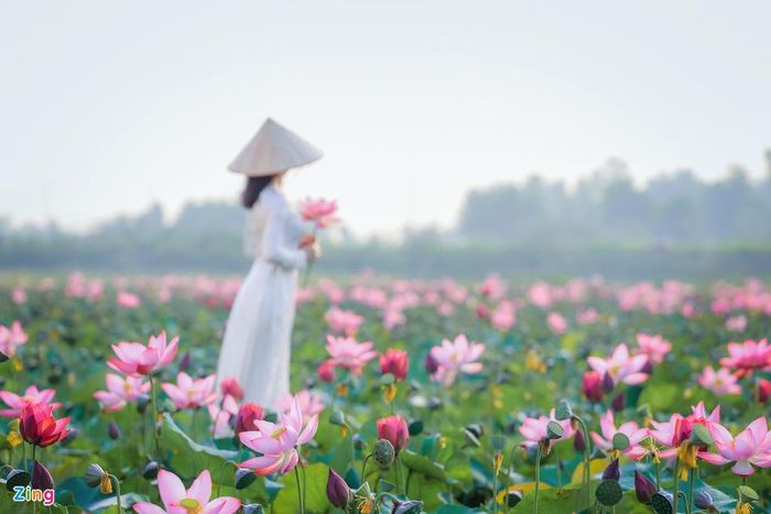  Hoa sen cũng trở thành nguồn cảm hứng sáng tác cho các văn nghệ sĩ. Trong Phật giáo, hoa sen biểu trưng cho giá trị đạo đức, sự thuần khiết và thánh thiện. 