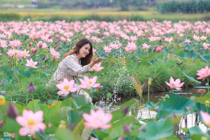  Không quá ồn ào, nhộn nhịp người đến chụp ảnh như những đầm sen ở các thành phố lớn, sen ở miền quê sẽ là một địa điểm lý tưởng để bạn đến thưởng thức một cách trọn vẹn hương sắc cũng như thoải mái chụp hình.