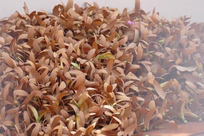 Mùa hoa chò giữa trời Sài Gòn
