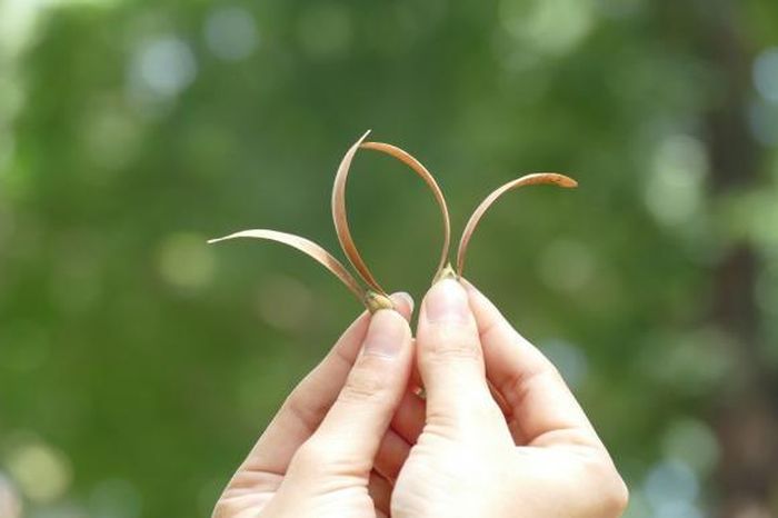 Hoa chò cũng được nhiều bạn trẻ lựa chọn để sáng tạo các khung hình đặc biệt