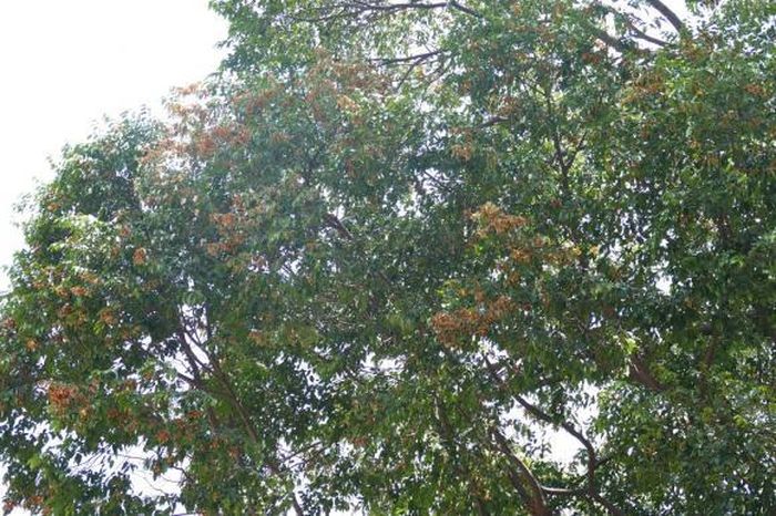Cánh hoa chò bay rả rích khắp nơi tạo nên điểm nhấn cho Sài Gòn trong những ngày tháng 4 lịch sử